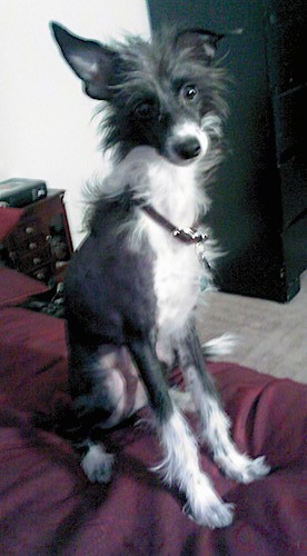 A thin, gray and white dog with long hair on his head and legs, a short shaved body, long muzzle, black nose, dark eyes and long prick ears sitting on a maroon bed