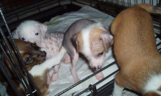 Four little puppies inside of a dog crate, two with hair and two are hairless on their bodies but have some hair on their heads