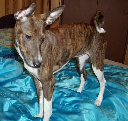 Front side view of a brown brindle dog with white undersides and paws with a ring tail that has a white tip, a black nose, long muzzle and very big ears standing on a person's bed that is covered in a teal blue silky blanket