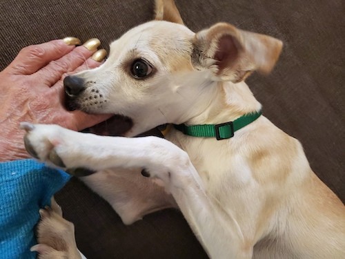A small tan dog wearing a green collar biting the finger of a person who has golden painted nails