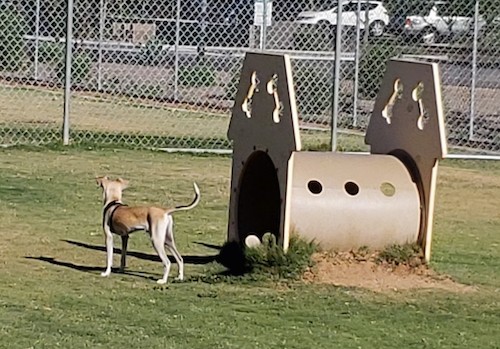 A small but relatively tall dog with a long tail and long legs standing next to dog park equipment in the grass facing a chainlink fence