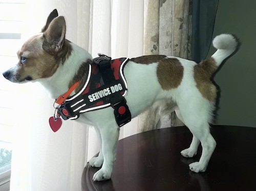 A small, long-bodied, short-legged white and tan dog wearing a red and black Service Dog vest standing on a wooden table looking out a window inside of a house