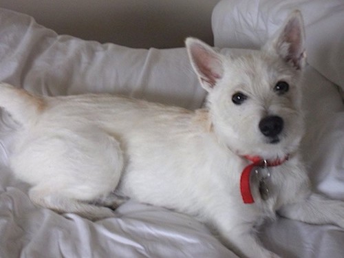 A medium-sized white dog with pointy prick ears, dark eyes and a black nose wearing a red collar laying down on a bed covered in white sheets