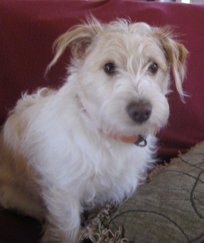 A medium-sized, wavy coated white and tan dog with longer hair on his snout and ears, dark eyes and small fold over ears sitting down on a maroon couch next to a tan pillow
