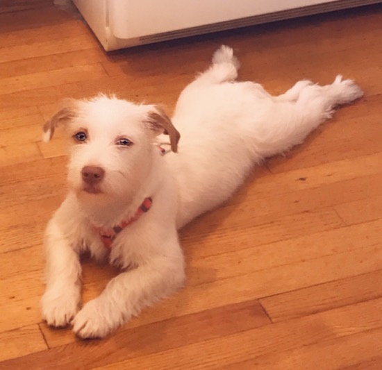 A soft looking white dog with tan ears, a tan nose and lips laying down spread out on a hardwood floor