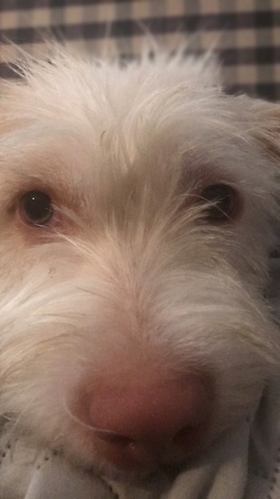 Close up of a soft looking white dog with a liver colored nose laying down on a green and white couch.