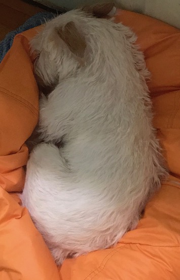 A small white dog with tan ears curled up on an orange bean bag chair