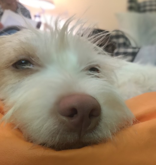 Close up head shot of a white with tan scruffy but soft looking dog with a tan nose laying down on an orange bean bag chair