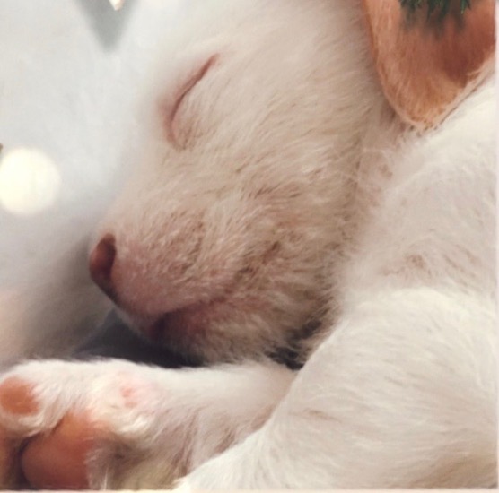 Close up of a small white and tan puppy sleeping