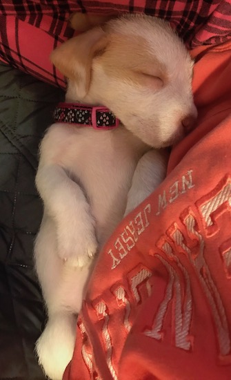 A small white and tan puppy laying belly up next to a person wearing an orange sweat shirt