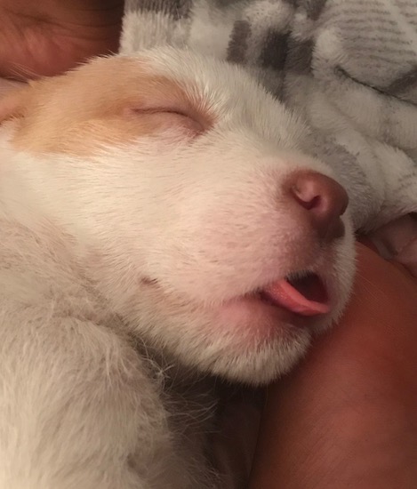 Close up of a small white with tan puppy with his tongue sticking out as he sleeps.