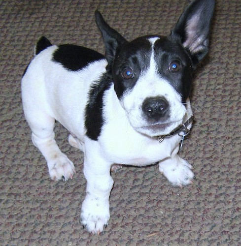 A short coated black and white dog with very large ears that stand up, a black nose, a wide chest and a little bob tail sitting down on a tan carpet looking up