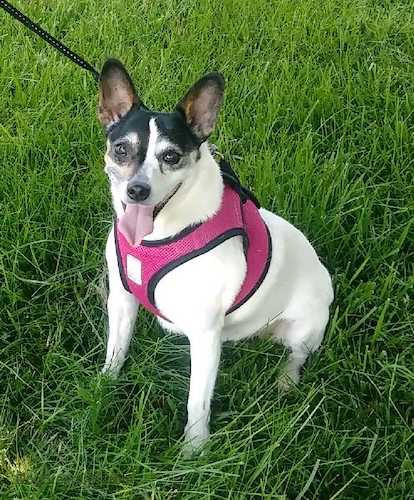 jack russell rat terrier black and white