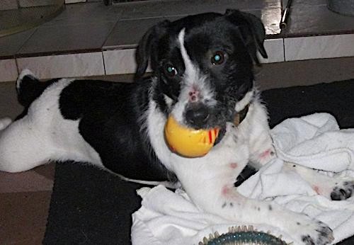 Side view of a black and white dog with a short tail, black ears that hang to the sides, dark eyes and a black nose laying down with a yellow ball in her mouth