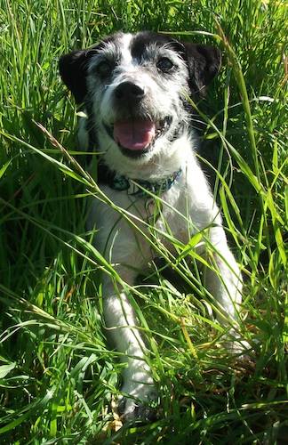 A black and white with gray medium-sized terrier dog laying down in grass looking happy