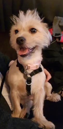 A soft looking little tan dog with dark eyes and a black nose with her coat shaved shorter on her body and longer on her head wearing a harness sitting down inside of a car
