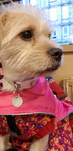 A little tan dog with longer hair on her face wearing a hot pink jacket and multi colored sweater sitting down inside of a building