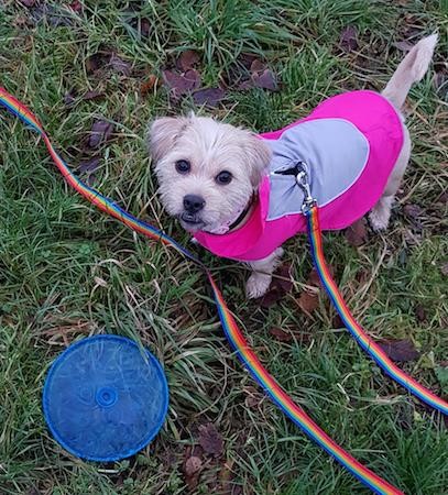 A little tan dog wearing a hot pink coat connected to a rainbow colored leash in front of a blue frisbee outside in grass