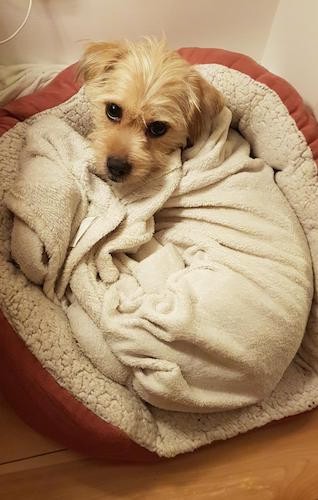A little tan dog wrapped in a white towel while curled up in a copper colored dog bed