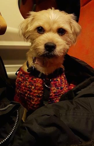A little tan dog with dark eyes and a black nose wearing a colorful sweater while sitting down inside of a person's black coat
