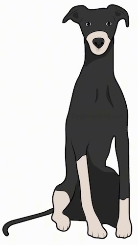 Front view of a tall, thin, shorthaired black dog with a tan muzzle and tan legs, with rose ears, dark eyes and a black nose sitting down