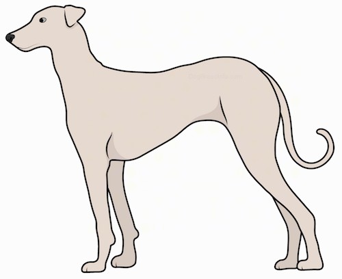 A tan, tall, lean dog with a short coat, a very long tail with a curl at the end, small v-shaped ears, dark eyes, a long muzzle and a black nose standing