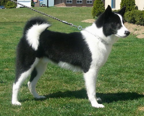 Karelian Bear Dog Breed Information and Pictures