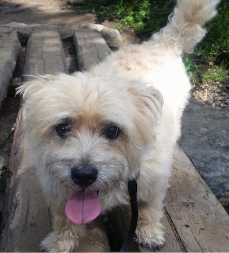 A little tan dog with soft-looking, shaggy hair standing on a park bench looking happy.