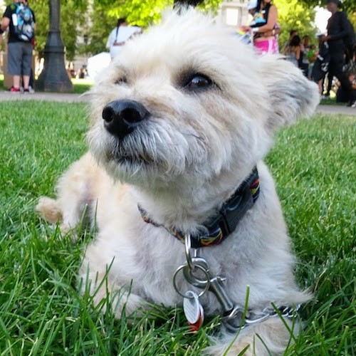 Close up of a tan dog with a short haircut and a big black nose and dark eyes laying down in grass with people behind him