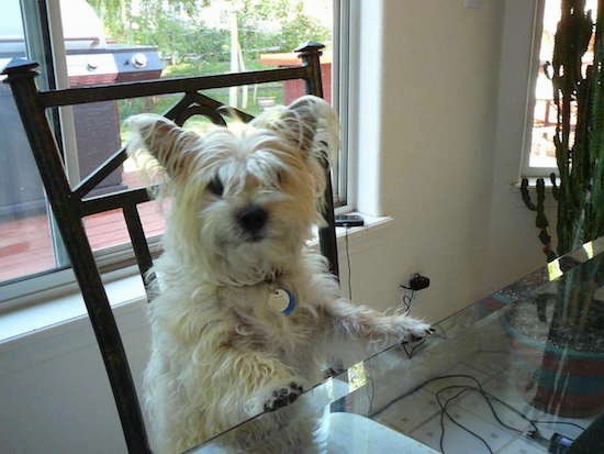 A small, scruffy, long haired tan terrier dog with his front paws up on the kitchen table while sitting in a chair in a house