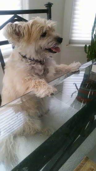 A small, fluffy tan dog with longer hair on the top of his head sitting at a dining room table with his paws on the glass table top