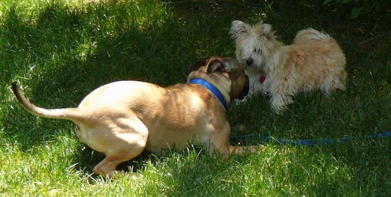 A longhaired tan dog with prick ears that have long fringe hanging from them playing with a tan and black Boxer dog out in the grass