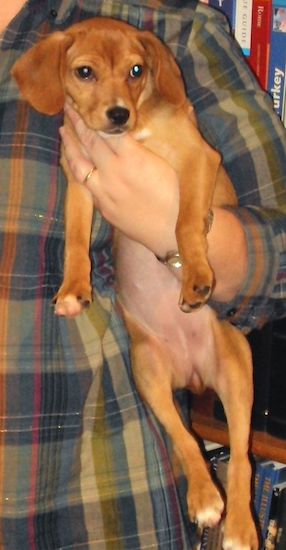 A little red puppy with a long body and long legs being held by a person.