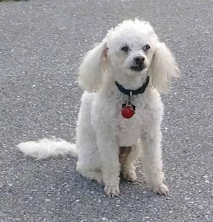 A white curly-coated Poodle sitting outside in a parking lot.