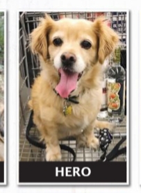 A little wavy-coated tan dog sitting down in a shopping cart at a store with the words 'HERO' overlayed under the dog