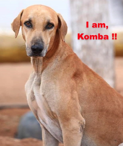 A large breed tan dog with ears that hang to the sides with a black nose and dark eyes sitting down with the words overlayed in red letters 'I am Komba !!'