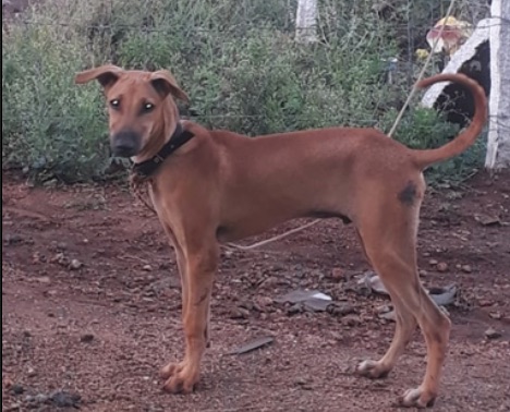 Side view of a reddish colored large breed puppy with rose ears that stand out to the sides, a black nose with a black tipped muzzle and a long tail wearing a red collar standing outside in red dirt