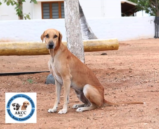 An adult large breed tan dog with a white chest sitting down in front of a white building in front of a tree with the Anangu-Komba-Conservation Center AKCC symbol overlayed in the bottom left corner