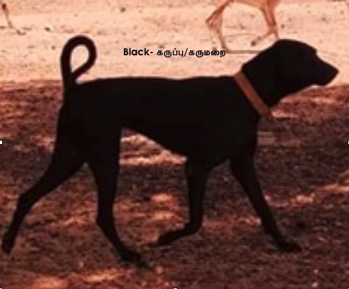 Side view of a large breed black dog wearing a red collar with his tail curled in a ring over her back walking outside on a dirt surface