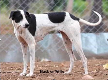 A large breed tall, thin white dog with black spots and black ticking with a long thin tail with a ring tip end with a long muzzle standing outside in front of a chain link fence
