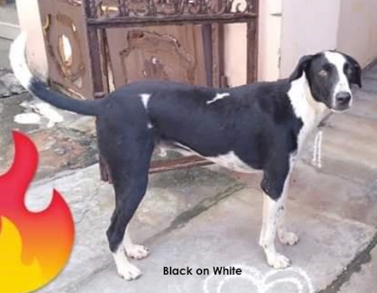 A large breed black dog wiht white markings on his paws, tip of his tail, chest, neck and muzzle standing in front of a house with a red, orange and yellow flame over layed in the bottom left corner with the words 'black on white' over layed under the dog