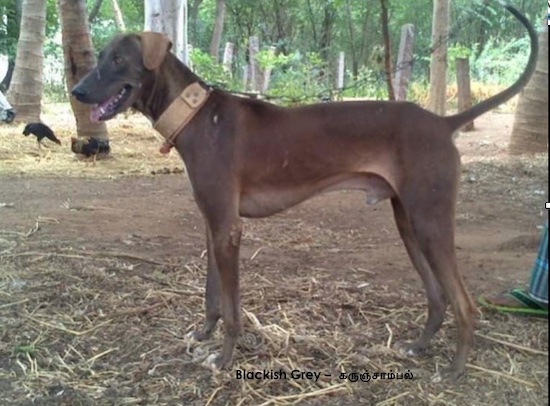 A dark gray large breed dog with a very long thin tail and lighter ears with white tipped paws standing outside in hay that is spread on top of dirt with chickens in the background