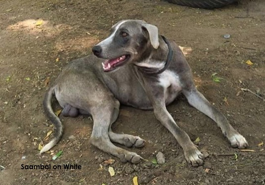 A large breed gray dog with white going down the front of his muzzle, chest and tops of his paws and tail laying down in dirt looking to the left with his mouth open looking happy
