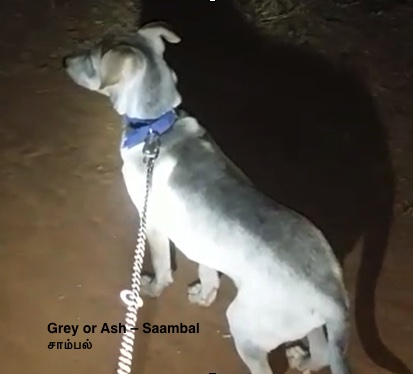Looking down at a gray-ash colored large breed dog wearing a blue collar standing on sand at night