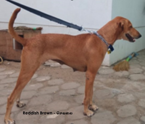 A large breed red colored dog attached to a dark blue leash pulling forward while standing on a stone patio