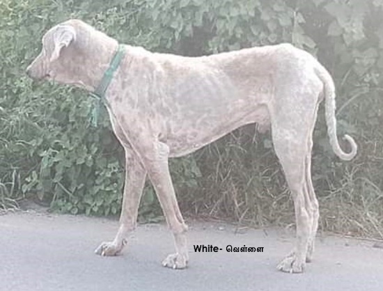 A large breed white dog with darker gray skin pigments and a long tail with a ring on the tip wearing a green collar standing outside on a blacktop path in front of green leaves