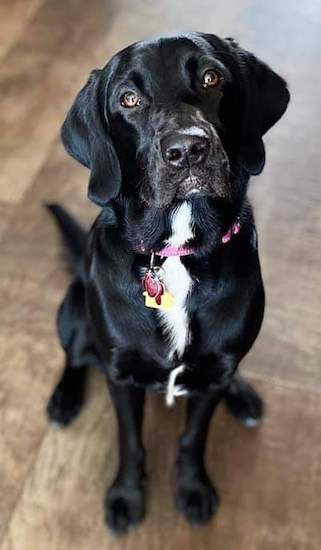 A shiny coated black dog with white on her chest and soft looking drop ears sitting down inside a house on a wooden floor.