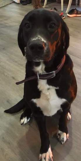 A black dog with white markings on her chest, snout and paws sitting down on a wooden floor in a kitchen.