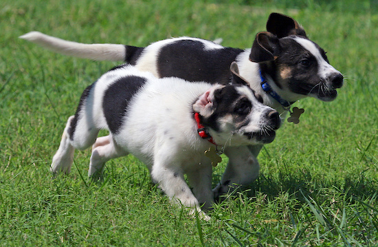 Two tricolor white, black and tan puppies are running in the grass