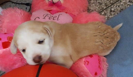 A tiny tan and white puppy with a brown nose sleeping on hot pink toys with her head on a basketball.
